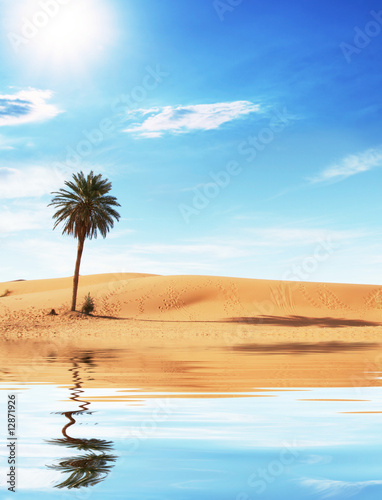 Palm in desert