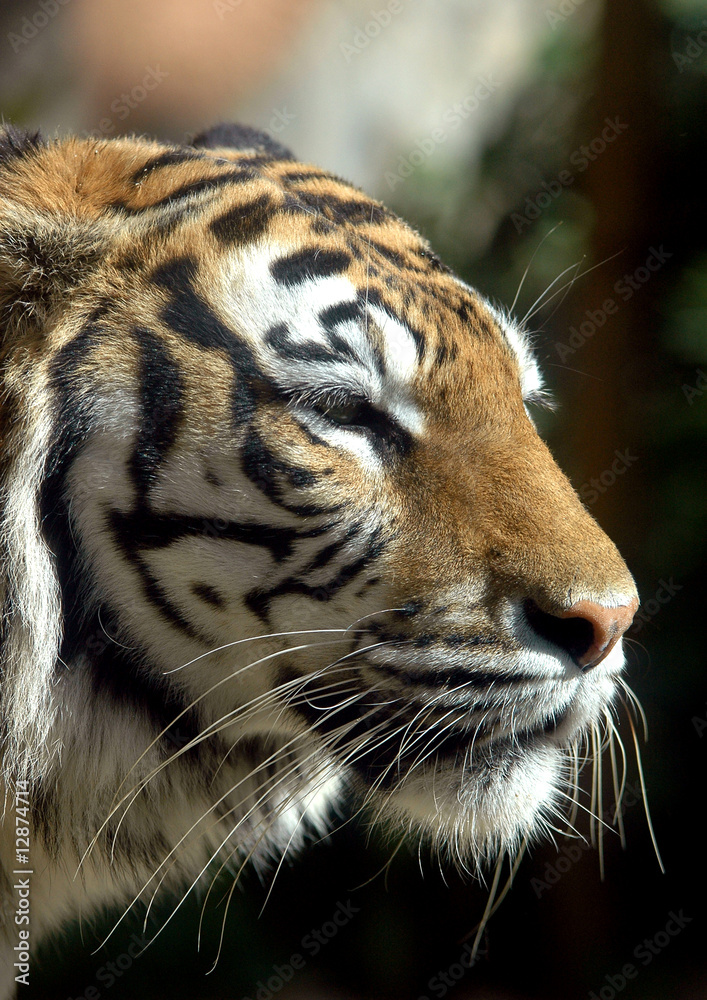 Obraz premium Tigre