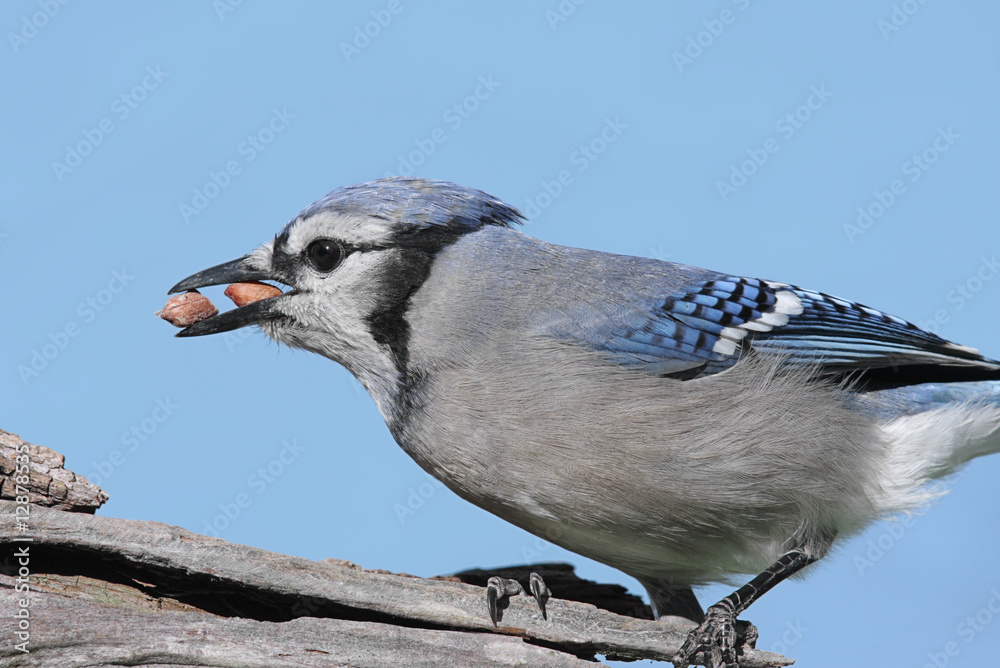Obraz premium Blue Jay Eating Peanuts