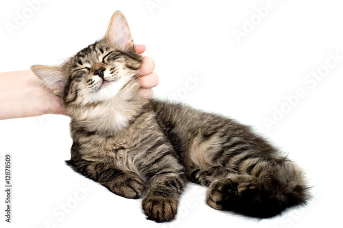 Hand caress kitten