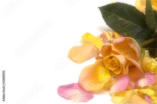 Rose petals