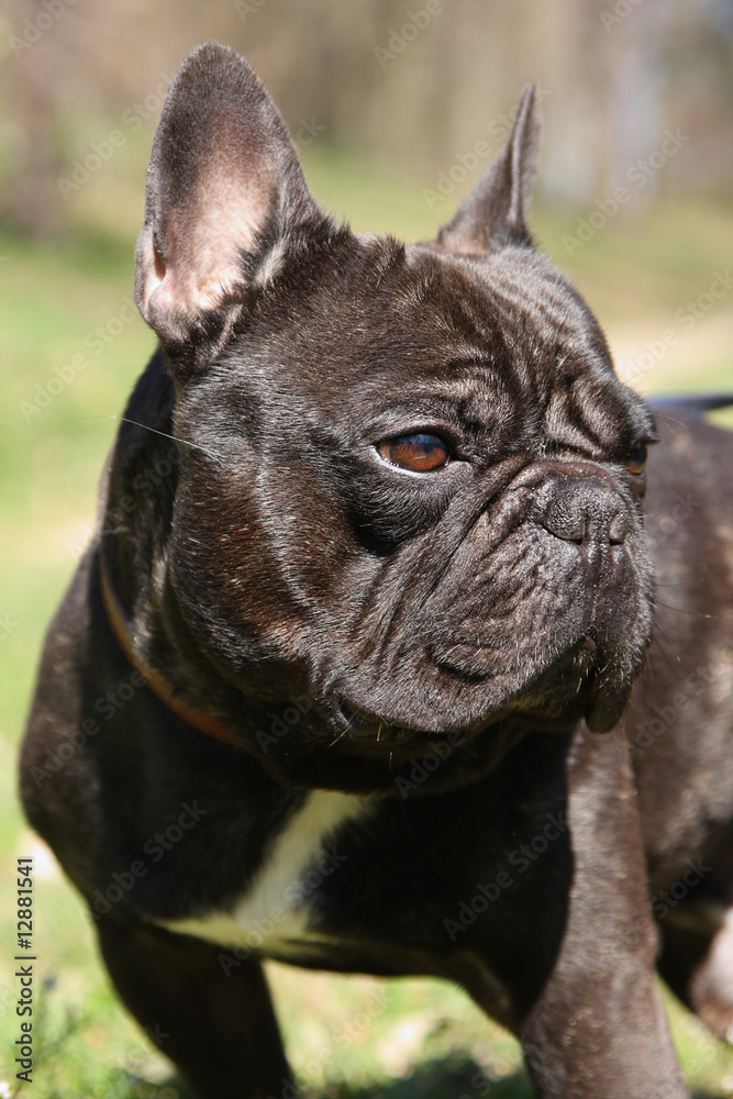 bouledogue francais bringé