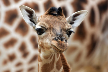 Leinwandbilder Giraffe Elegantes Giraffenporträt im Seitenprofil  © Marcel Schauer