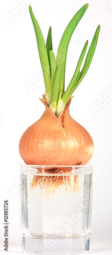 Onions in a glass with water on a white background