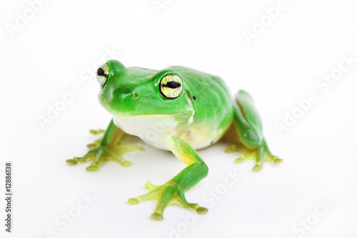 Little green tree-frog on white background