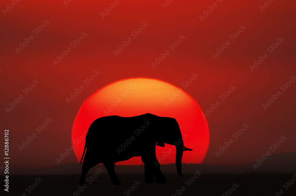 Fototapeta premium African sunset, Kenya