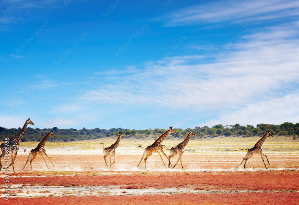 Fototapeta premium Running giraffes