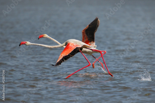 Lesser Flamingo running on the water at lake Naivasha, Kenya