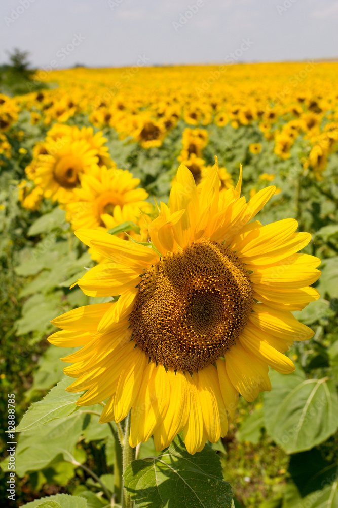 Sunflowers