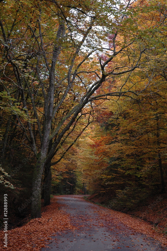 Obraz premium Herbstweg