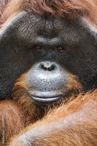 Orangutan Close up Portrait © Andrey Ushakov