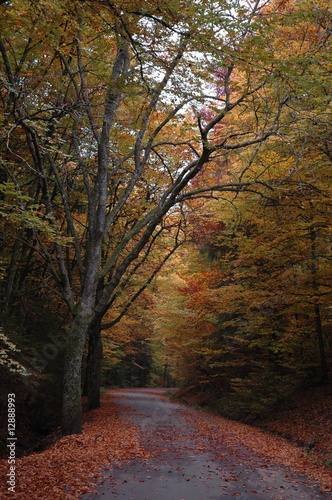 Herbstweg © fothoss