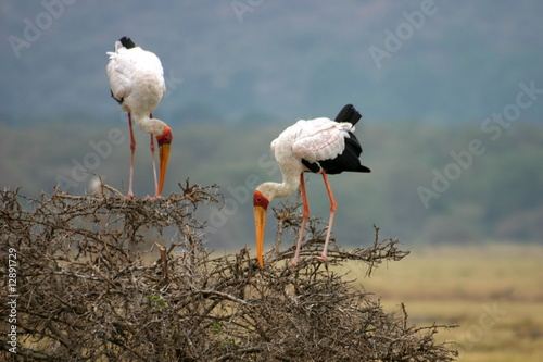 in coppia tra i rami