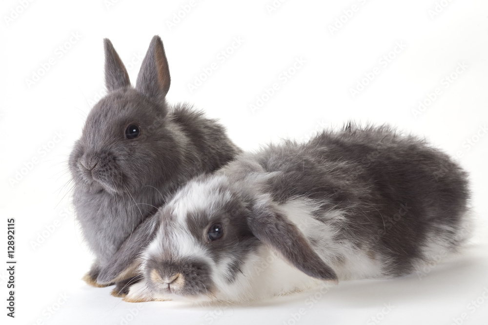 Obraz premium two bunnys, isolated on white