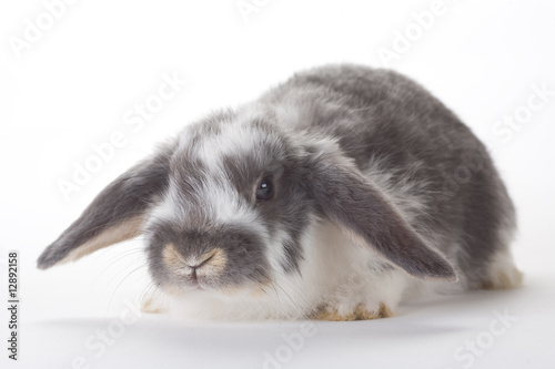 spotted bunny, isolated on white