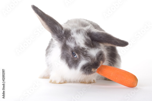 spotted bunny eating a carrot, isolated
