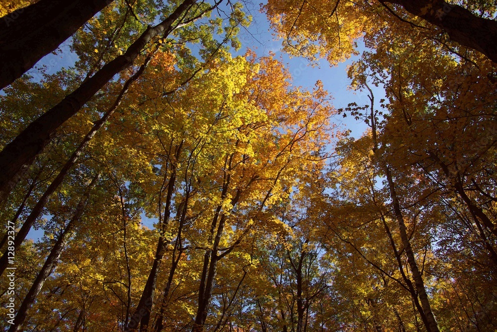 Autumn Trees