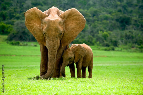 Elefantenmutter mit Jungtier #12893718
