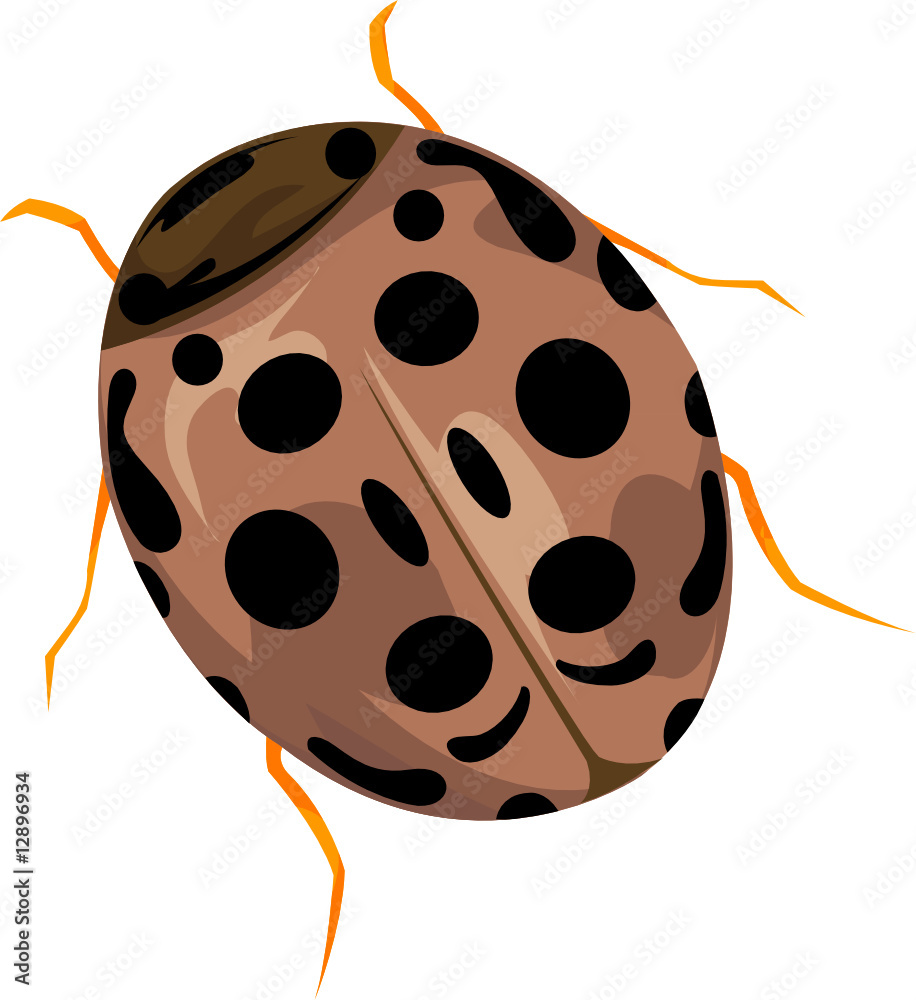 Lady bug