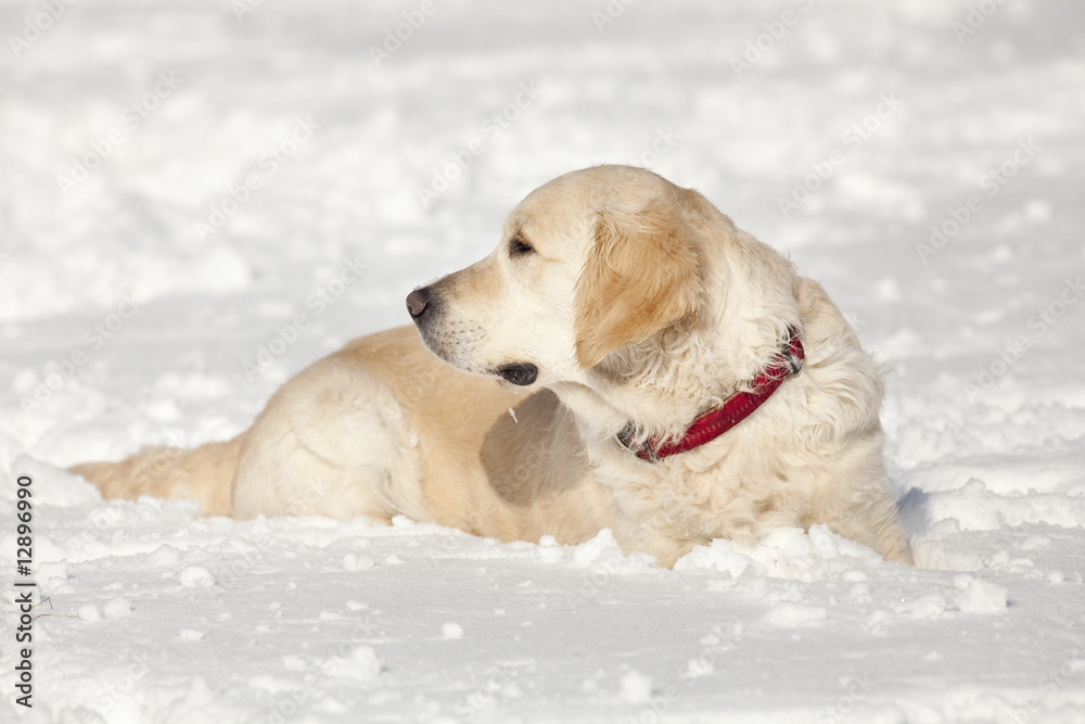 Golden Retriever