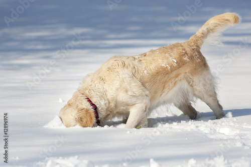 Golden retriever sniffs with its head buried in the snow