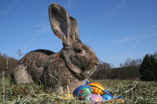 Osterkaninchen photo