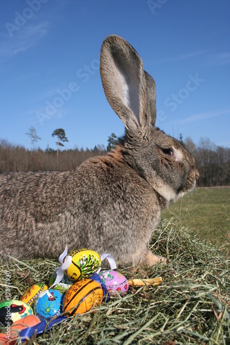 Osterhase