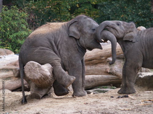 kleine Elefanten