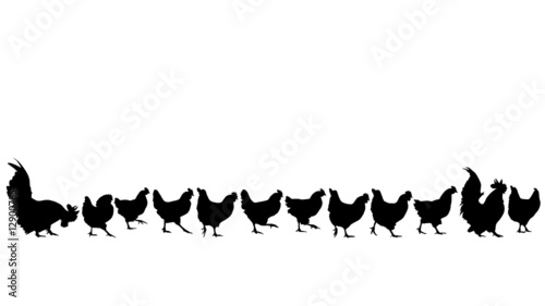 chicken walking silhouettes, collection for designers