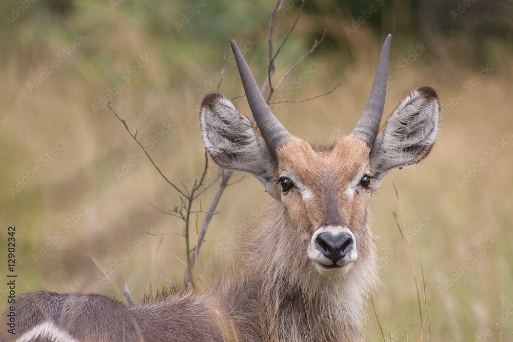 Waterbuck juvenile