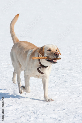 Running cream dog labrador with a stick in a teeth
