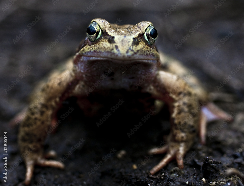 Obraz premium Frosch