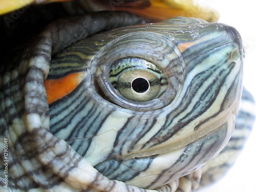 brazilian tortoise © zhang yongxin