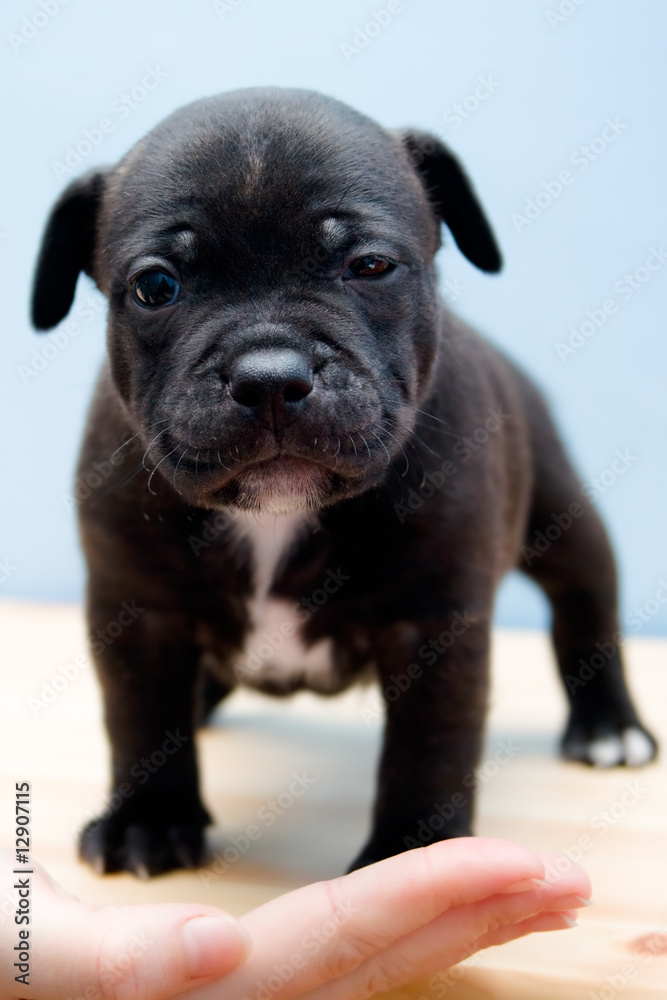 Obraz premium Sleepy Staffordshire Bull Terrier puppy - 2 weeks