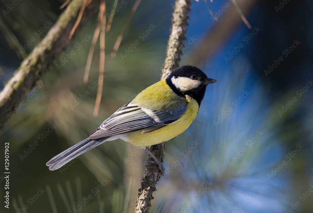 Obraz premium Tit on branch of pine