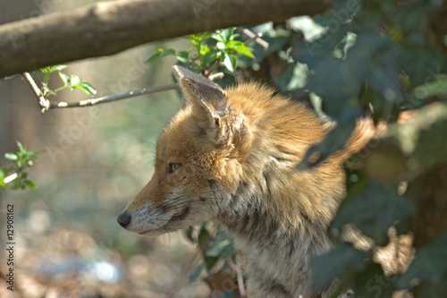 Fox in ambient photo