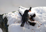 Vogel im Schnee - Futterquelle