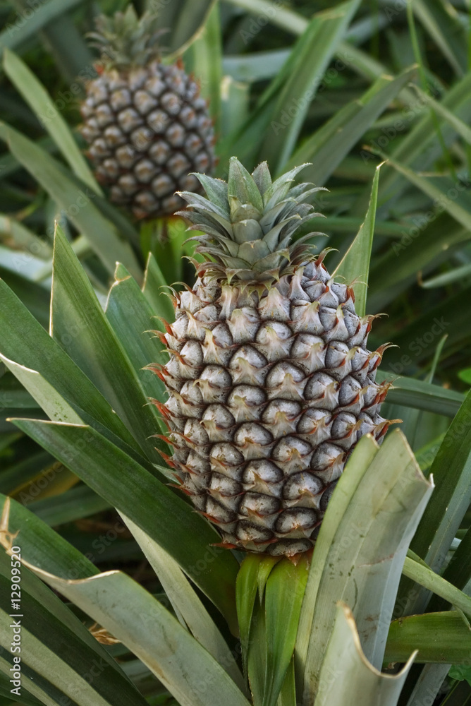 Pineapple fully grown immature fruit - Series on growth stages Pineapple fully grown immature fruit - Series on growth stages