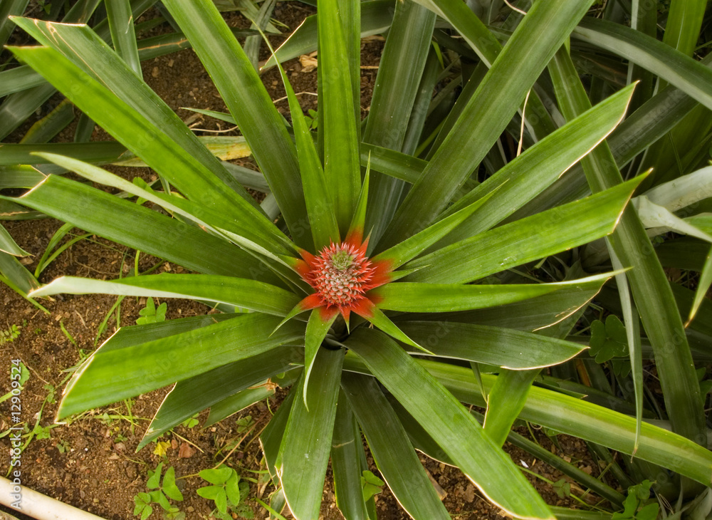 Fototapeta premium Pineapple small immature fruit - Series on growth stages