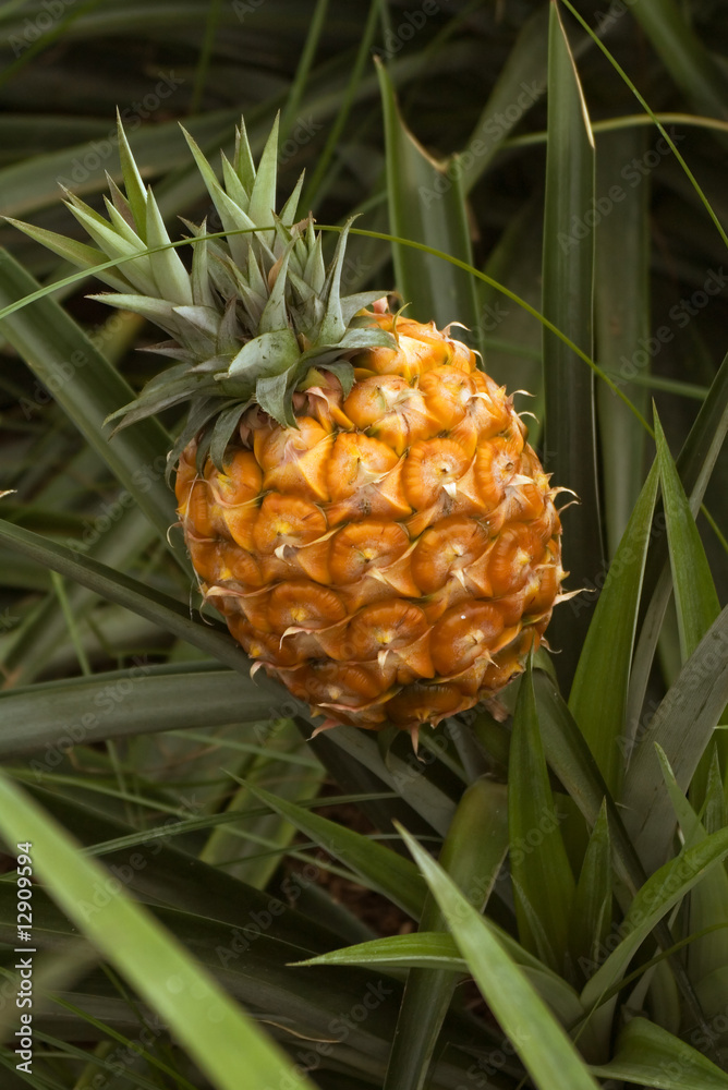 Pineapple fully grown ripe fruit Series on growth stages Stock Photo