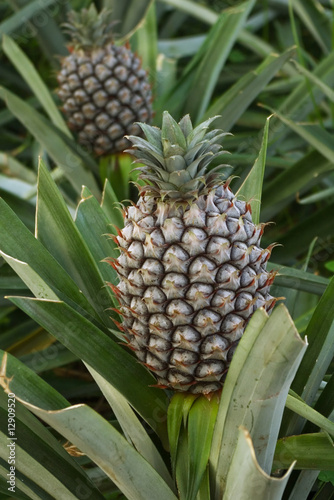 Pineapple fully grown immature fruit - Series on growth stages