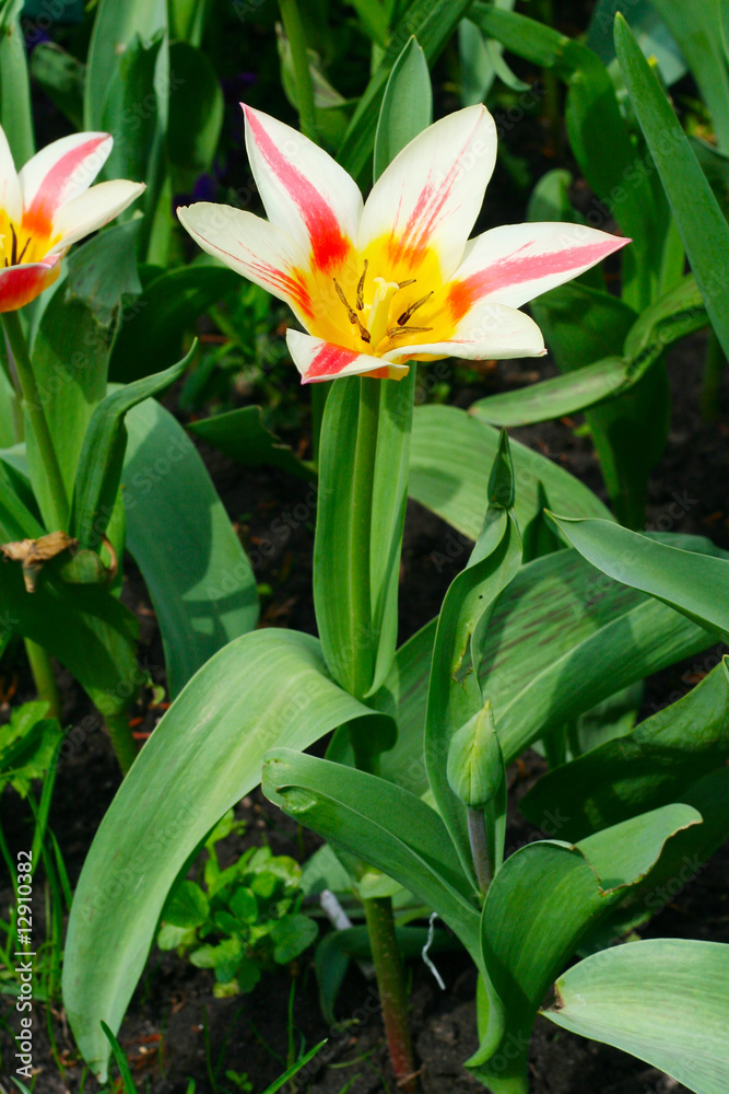 Tulips