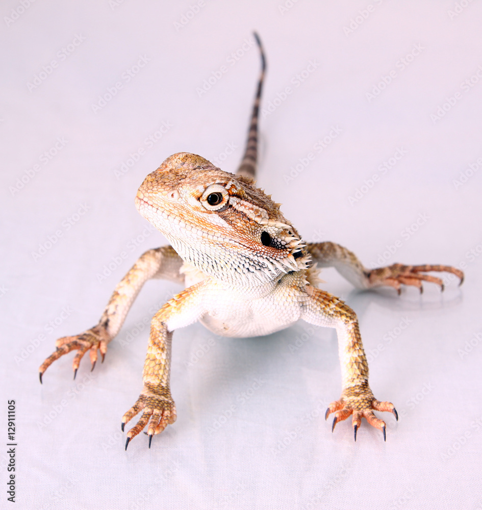 Naklejka premium Bartagame