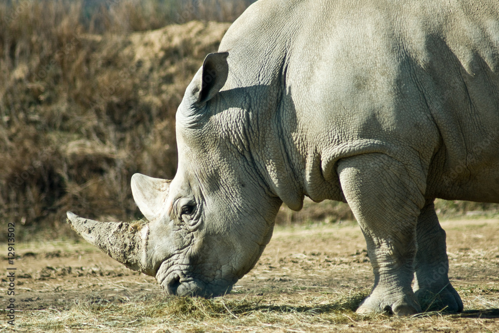 Obraz premium Rhinocéros