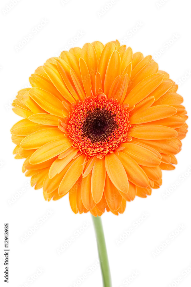 Orange gerber isolated on white background Orange gerber isolated on white background