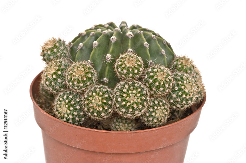 Close up of echinopsis cactus Close up of echinopsis cactus