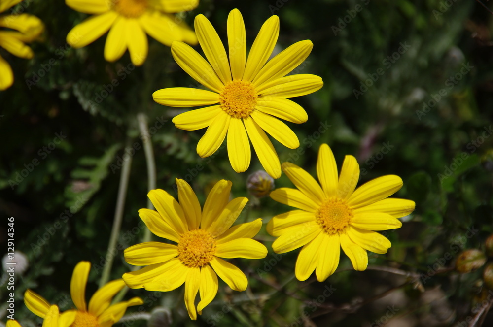 Fototapeta premium MARGUERITE