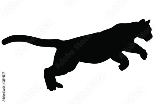 Wildcat