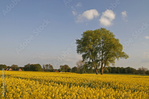 Baum im Rapsfeld, Osnabrücker Land, Germany