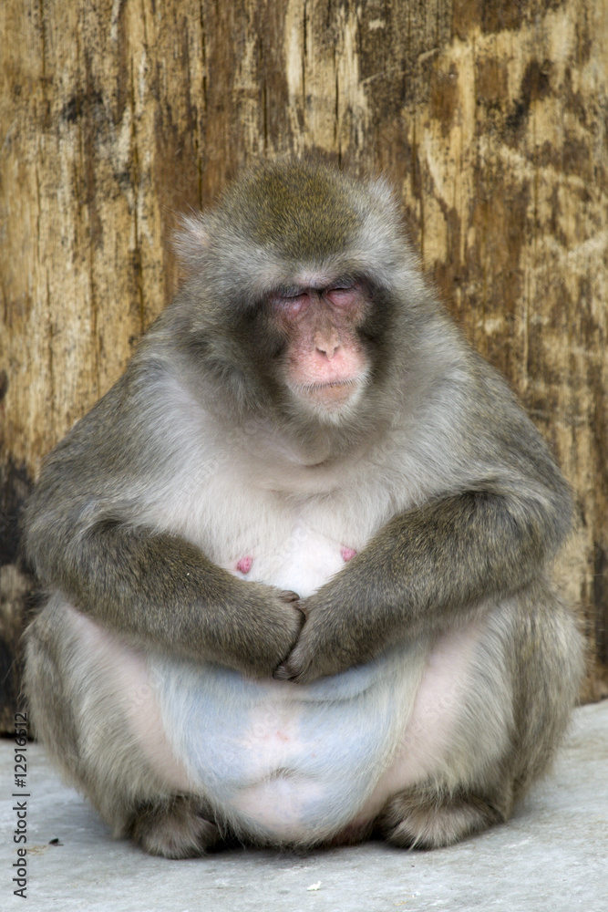 Macaca fuscata grey japanese monkey Macaca fuscata grey japanese monkey